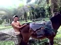 Double penetration to the donkey hard sex with a donkey